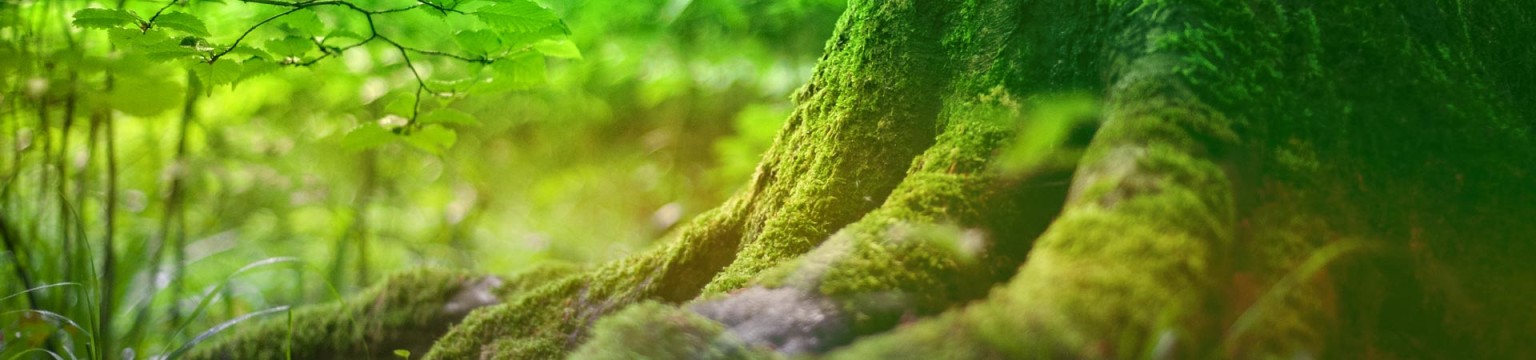 Living Beautifully Slider - Forest